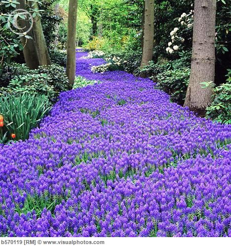 Profile picture of British lady